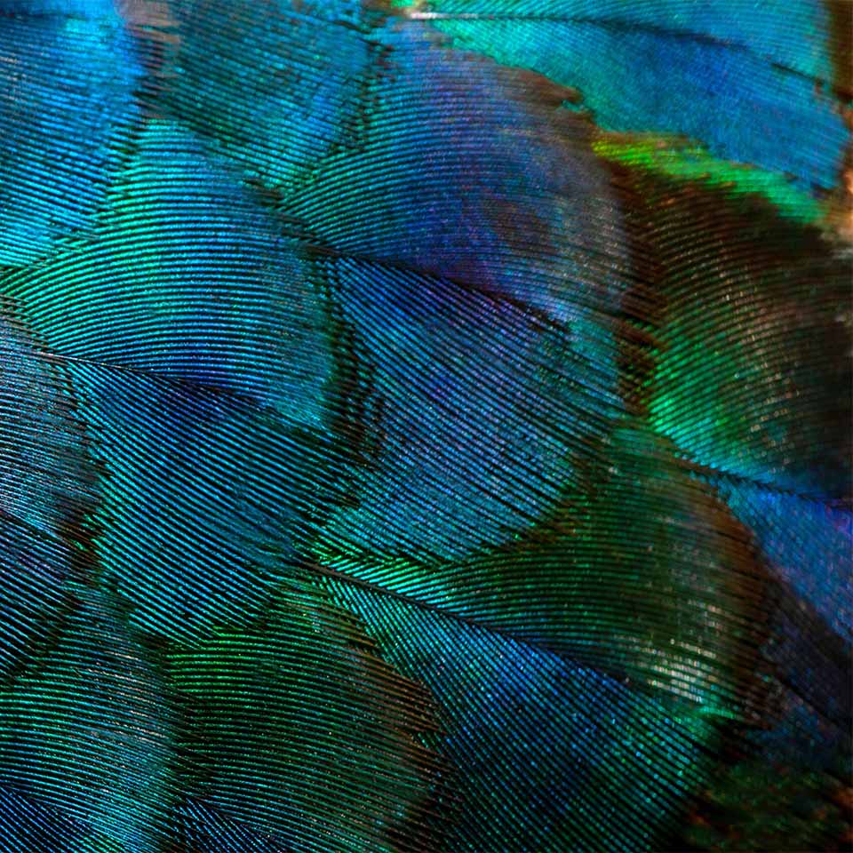Close-up Peacocks, colorful details and beautiful peacock feathers.Macro photograph