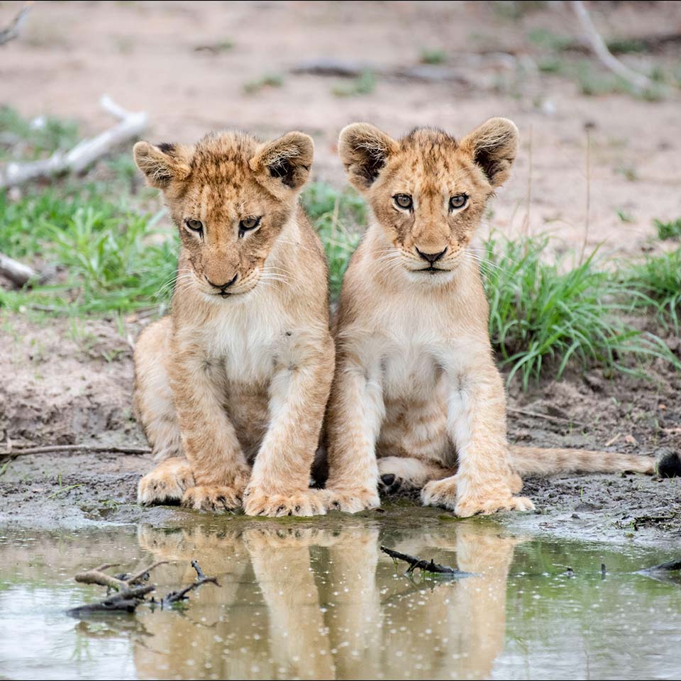 2C4BJKM - Two lion cubs, Panthera leo, sit together at the edge of a water hole, reflections in water