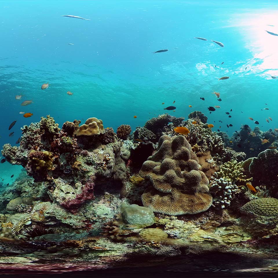 Tropical coral reef and fishes underwater. Hard and soft corals.