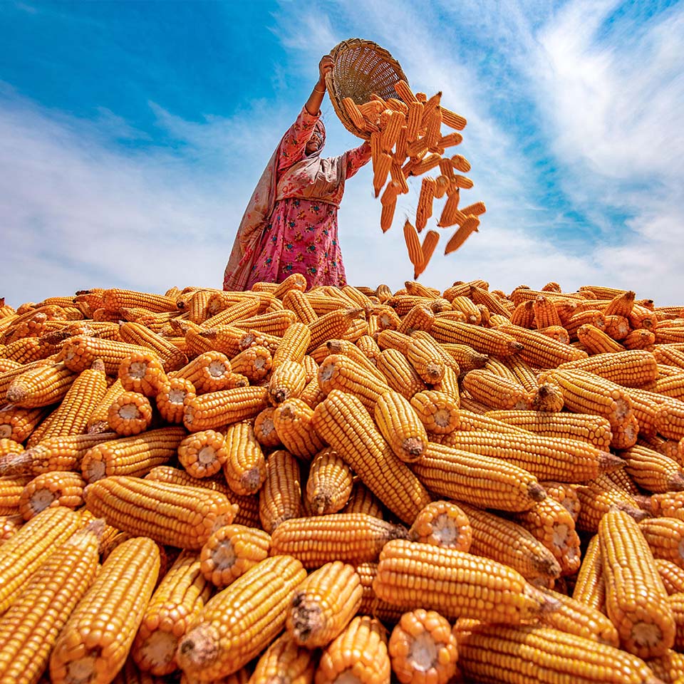 2HKHHP1 - Locals are processing corn/maize