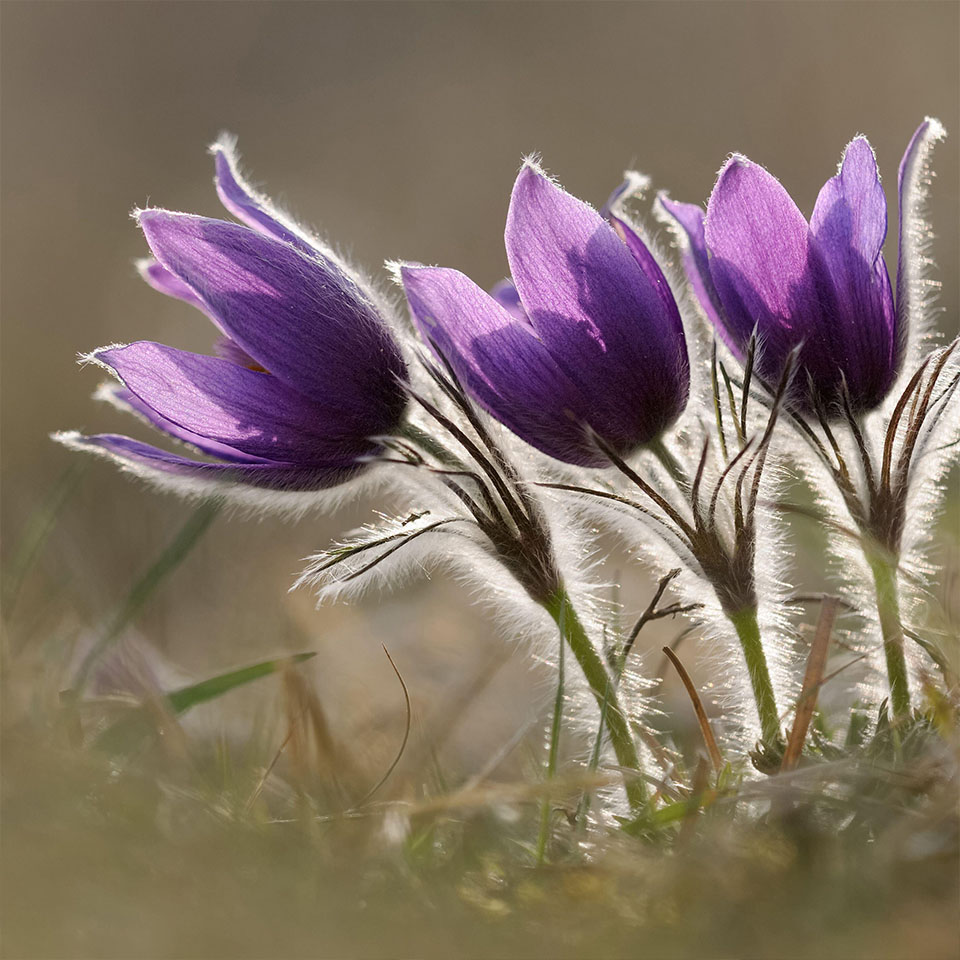 2PMEE8Y - Common Pasque Flower ( Pulsatilla vulgaris ), flowering, blossoming spring ephemerals, growing on calcareous low-nutrient meadow, wild flower, Europe