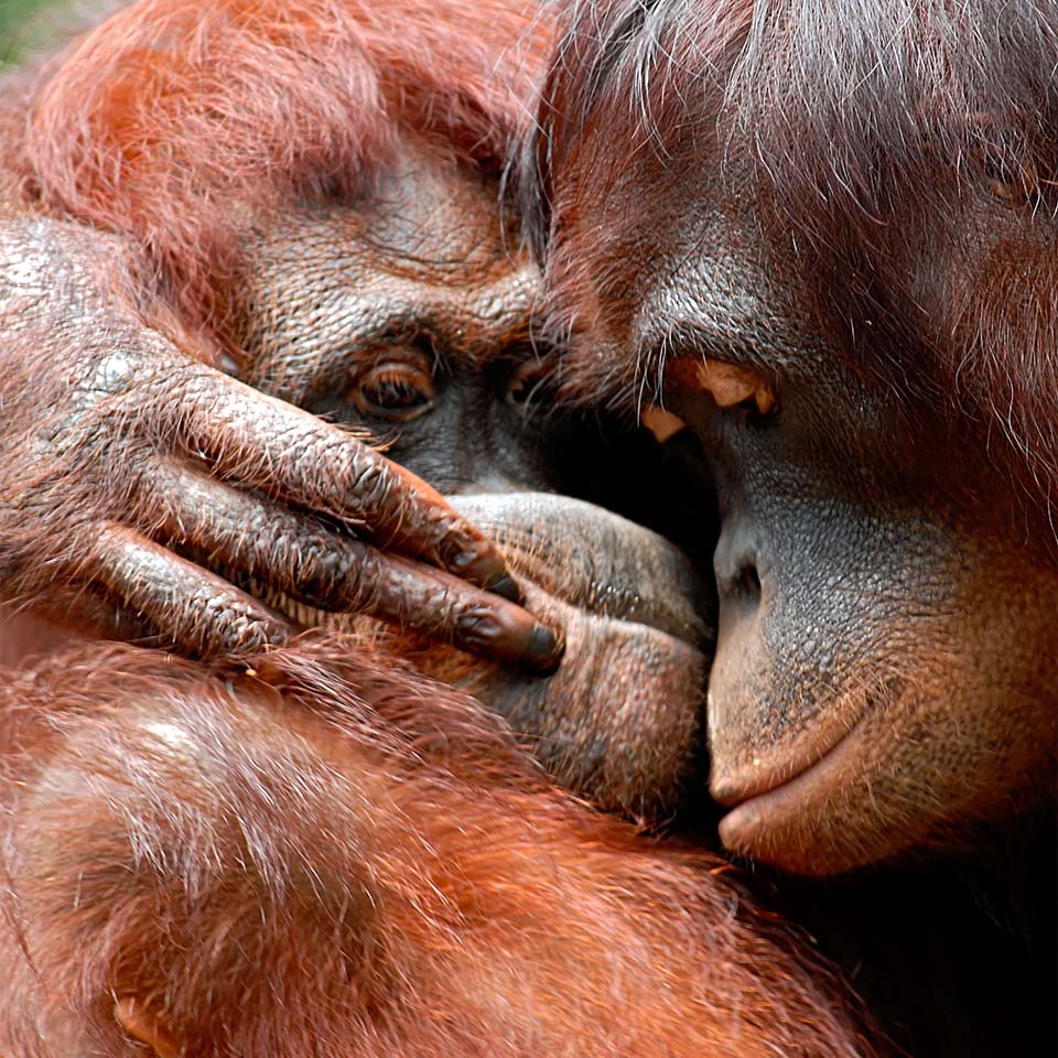 A8KGWY - Two orangutan hugging 