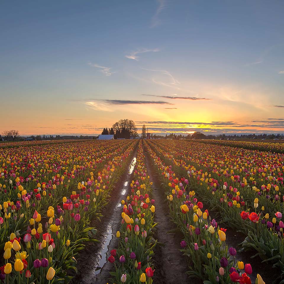 DY7C4J - Tulip Flowers Blooming in Spring Season at Tulip Field at Sunset