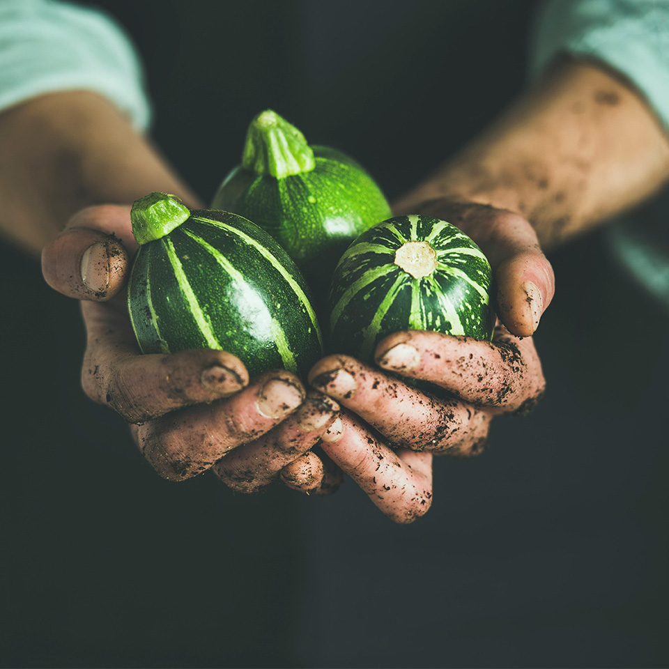 J525M2 - Man wearing black apron holding fresh seasonal green round zucchinis in his hands at local farmers market. Gardening, farming and natural food concept