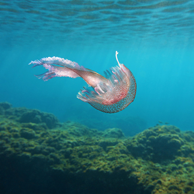 Sea life underwater jellyfish mauve stinger Pelagia Noctiluca in the Mediterranean sea, Cote d'Azur, France.