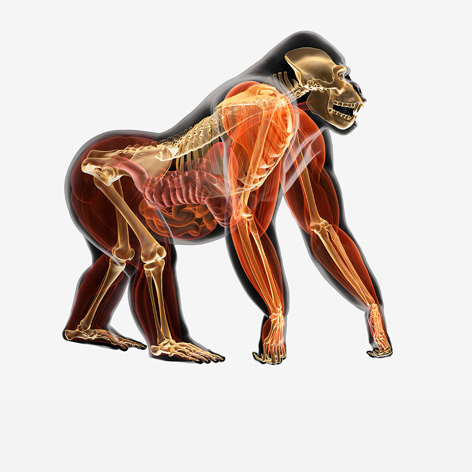 PFPHPB - Illustration, anatomy of Gorilla (Gorilla gorilla)